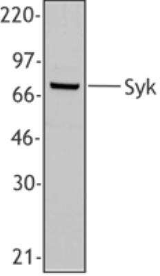 Western Blot: SYK Antibody (SYK-01) [NBP1-03250]