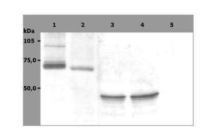 Western Blot: SYK Antibody (SYK-01)BSA Free [NBP3-09107]