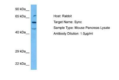 Western Blot: SYNC Antibody [NBP2-85858]