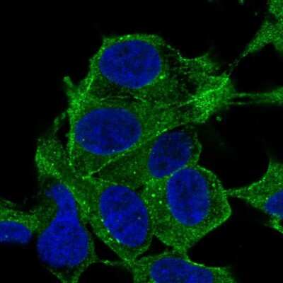 Immunocytochemistry/ Immunofluorescence: SYNPO2 Antibody [NBP2-56174]