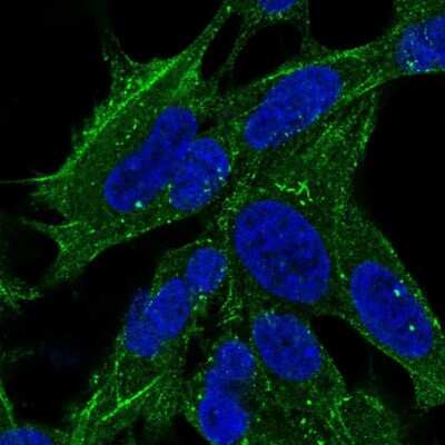 Immunocytochemistry/ Immunofluorescence: SYNPO2 Antibody [NBP2-57202]