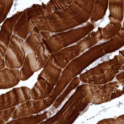 Immunohistochemistry-Paraffin: SYNPO2 Antibody [NBP2-48595]