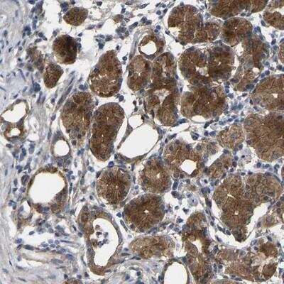 Immunohistochemistry-Paraffin: SYPL1 Antibody [NBP1-80708]