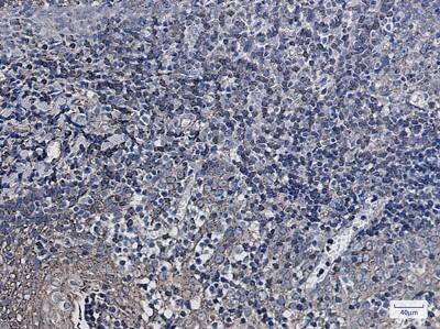 Immunohistochemistry-Paraffin: SYPL1 Antibody (S02-9K7) [NBP3-19976]