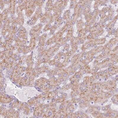 Immunohistochemistry-Paraffin: SYS1 Antibody [NBP2-13407]