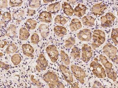 Immunohistochemistry-Paraffin: SYS1 Antibody [NBP2-98495]