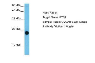 Western Blot: SYS1 Antibody [NBP2-83611]