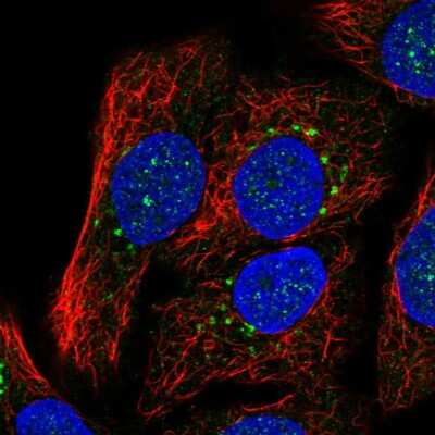 Immunocytochemistry/ Immunofluorescence: SYT15 Antibody [NBP2-56892]