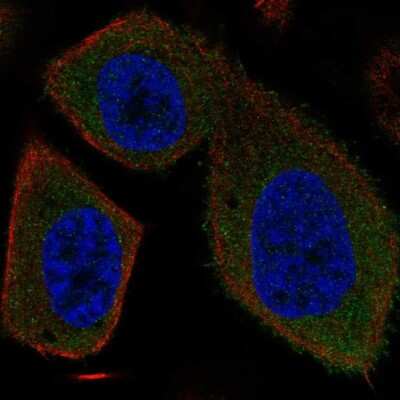 Immunocytochemistry/ Immunofluorescence: SYT16 Antibody [NBP2-69027]