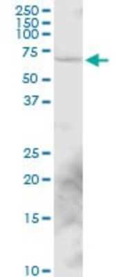 Western Blot: SYT16 Antibody [H00083851-B01P]