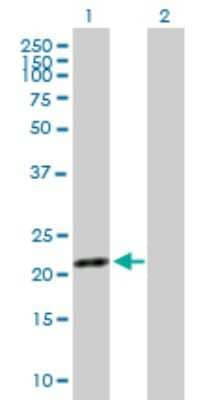 Western Blot: SYT16 Antibody [H00083851-B01P]