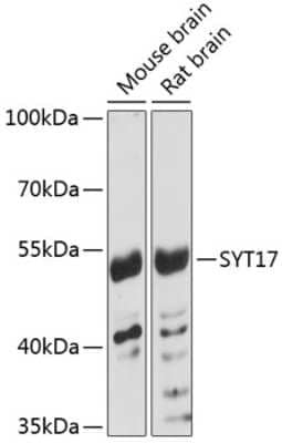 Western Blot: SYT17 AntibodyAzide and BSA Free [NBP2-93278]