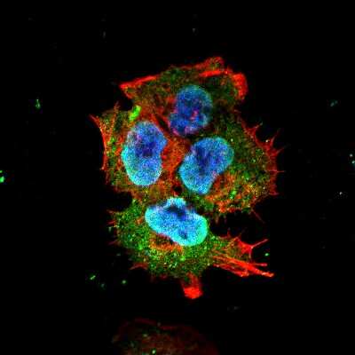 Immunocytochemistry/ Immunofluorescence: SYT7 Antibody (S275-14) [NBP2-22420]