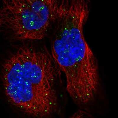 Immunocytochemistry/ Immunofluorescence: SYTL3 Antibody [NBP1-83942]