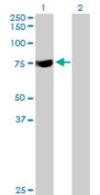 Western Blot: SYTL3 Antibody [H00094120-B01P]