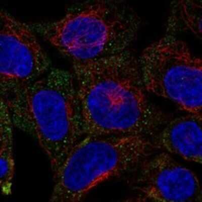 Immunocytochemistry/ Immunofluorescence: SYTL4 Antibody [NBP3-17545]