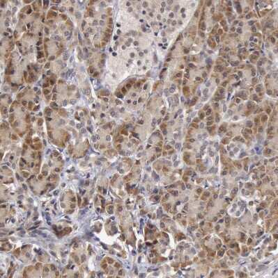 Immunohistochemistry-Paraffin: SYTL4 Antibody [NBP1-86174]