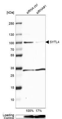 Western Blot: SYTL4 Antibody [NBP1-86174]