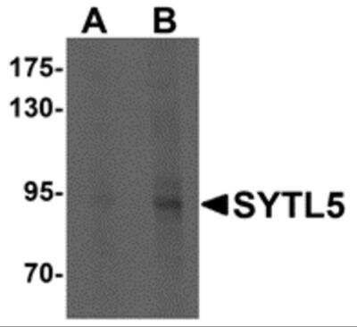 Western Blot: SYTL5 AntibodyBSA Free [NBP2-81817]