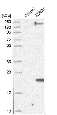 Western Blot: SZRD1 Antibody [NBP1-85074]