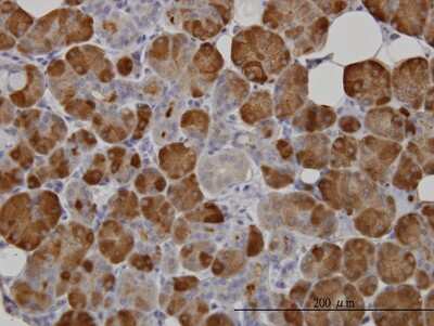 Immunohistochemistry-Paraffin: Salivary Amylase Alpha Antibody (2D4) [H00000276-M04]