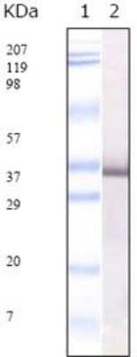 Western Blot: Sars E2 Antibody (4A6C9)Azide and BSA Free [NBP1-28850]