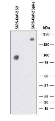 Western Blot: SARS Spike Protein Antibody (17F706R)BSA Free [NBP2-90999]