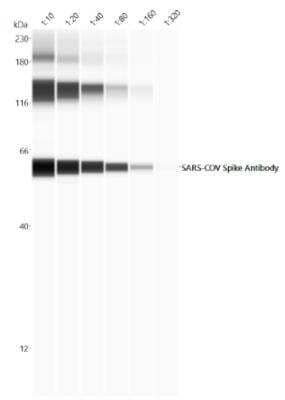 Simple Western Detection of Recombinant SARS-CoV-2 Spike S2 Protein Using SARS Spike Protein Antibody