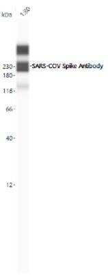 Simple Western Detection of SARS Spike Protein in SARS-CoV-2 Lysate