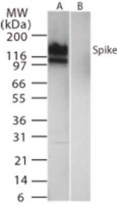 Western Blot: SARS Spike Protein Antibody [NB100-56685]