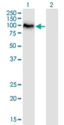 Western Blot: Scaffold attachment factor B2 Antibody (4H3) [H00009667-M01]