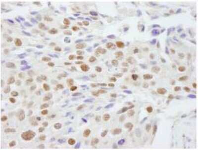Immunohistochemistry-Paraffin: Scaffold attachment factor B2 Antibody [NB100-58791]