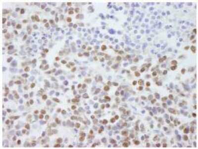 Immunohistochemistry-Paraffin: Scaffold attachment factor B2 Antibody [NB100-58791]