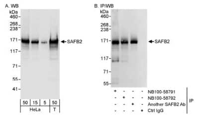 Western Blot: Scaffold attachment factor B2 Antibody [NB100-58791]