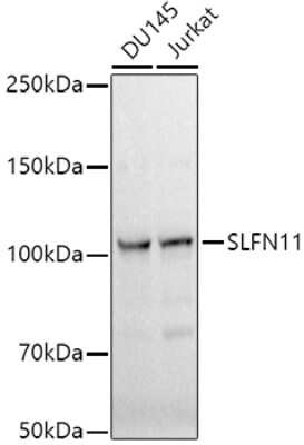 Western Blot: Schlafen 11 Antibody (8G3G0) [NBP3-16086]