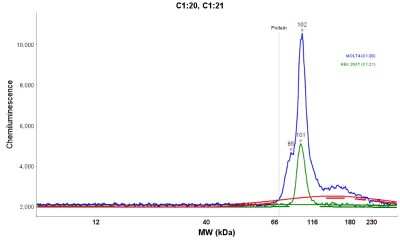 Simple Western: Schlafen 11 Antibody [NBP1-92368]