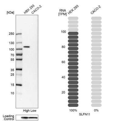 Western Blot: Schlafen 11 Antibody [NBP1-92368]