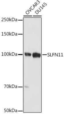 Western Blot: Schlafen 11 AntibodyAzide and BSA Free [NBP3-16025]