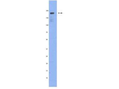 Western Blot: Scribble Antibody (7C6.D10)BSA Free [NBP2-29765]