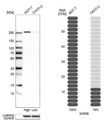 Western Blot: Scribble Antibody [NBP2-47286]