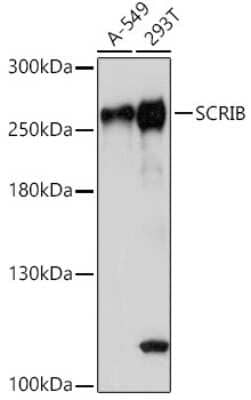 Western Blot: Scribble AntibodyAzide and BSA Free [NBP2-93433]