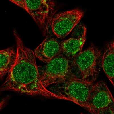 Immunocytochemistry/ Immunofluorescence: SeP Antibody [NBP1-80766]