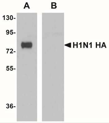 Western Blot: Seasonal H1N1 Hemagglutinin Antibody (7H12F6)BSA Free [NBP2-41328]