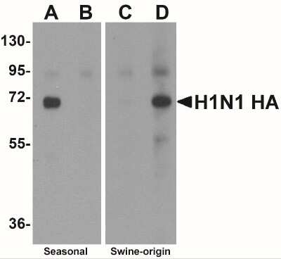 Western Blot: Seasonal H1N1 Hemagglutinin AntibodyBSA Free [NBP2-41104]