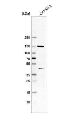 Western Blot: Sec8 Antibody [NBP1-89597]