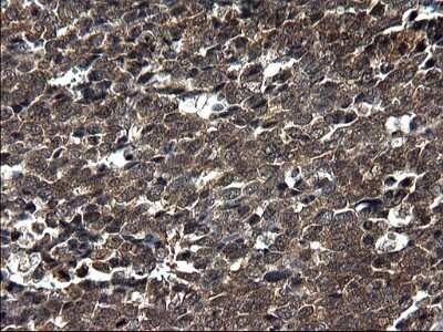 Immunohistochemistry: Secernin-1 Antibody (OTI1F2) [NBP2-45727]