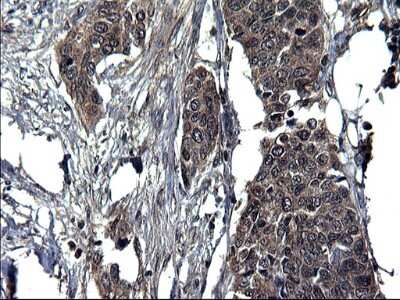 Immunohistochemistry: Secernin-1 Antibody (OTI1F2) [NBP2-45727]