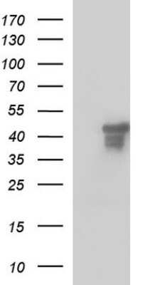 Western Blot: Secernin-1 Antibody (OTI1F2) [NBP2-45727]