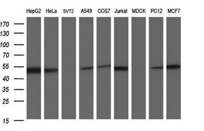 Western Blot: Secernin-1 Antibody (OTI1F2) [NBP2-45727]