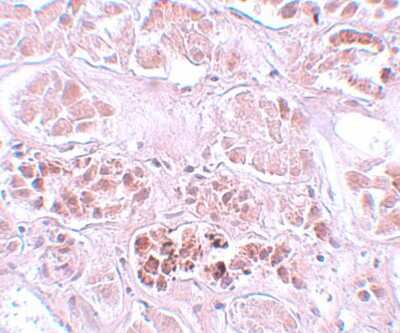 Immunohistochemistry-Paraffin: Secernin-1 Antibody - BSA Free [NBP1-77187]